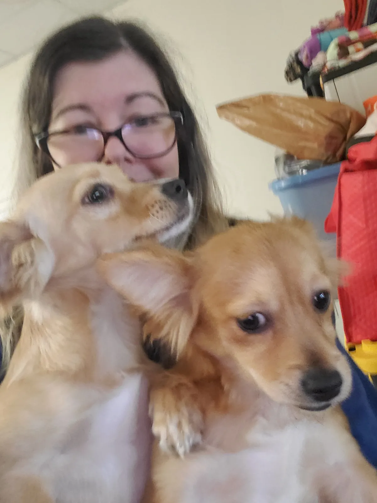 Two small tan pups squeezed into a selfie